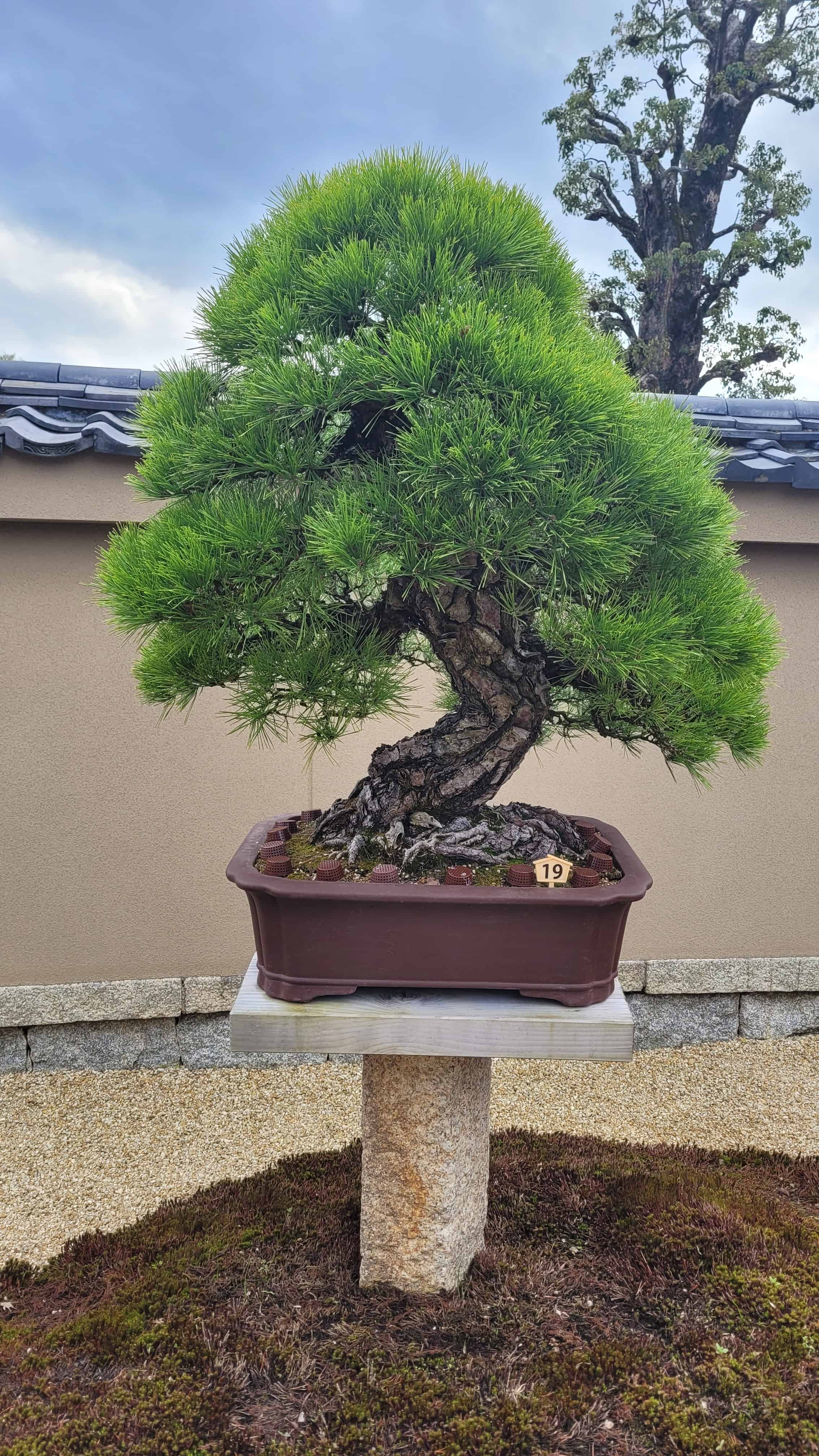 A pine bonsai tree from kyoto in Japan